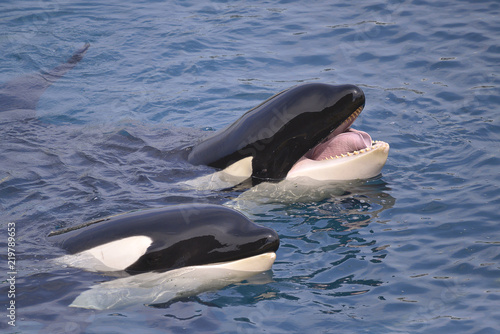 Closeup of two killer whales (Orcinus orca) opening mouth in blue water