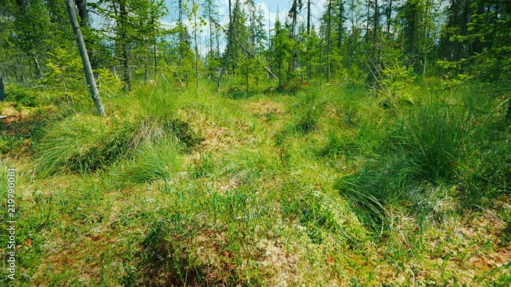 Low angle video on a picturesque swamp, among moss, marsh and dried trees. Low angle video on a picturesque swamp, among moss, marsh and dried trees.