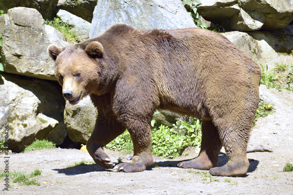 Obraz premium Brown bear (Ursus arctos) seen from profile walking on grass