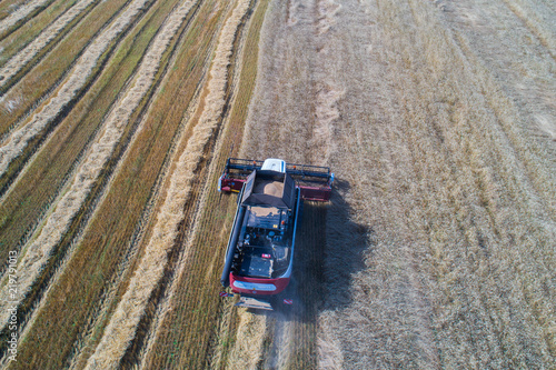 Harvester collects wheat in the field. Center of Russia. Shooting from the air