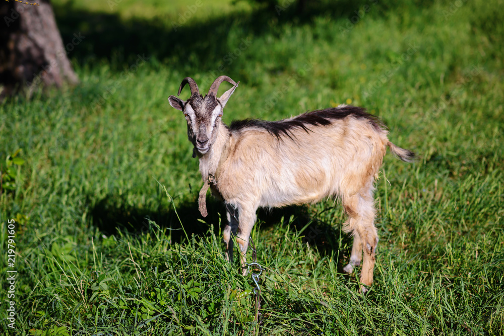 white goat grazing on a green meadow on a sunny day white goat grazing on a green meadow on a sunny day