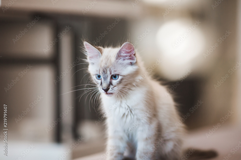 SIberian Neva Masquerade kitten with beautiful blue eyes sitting indoors. Closeup portrait of cute kitten with gray hair
