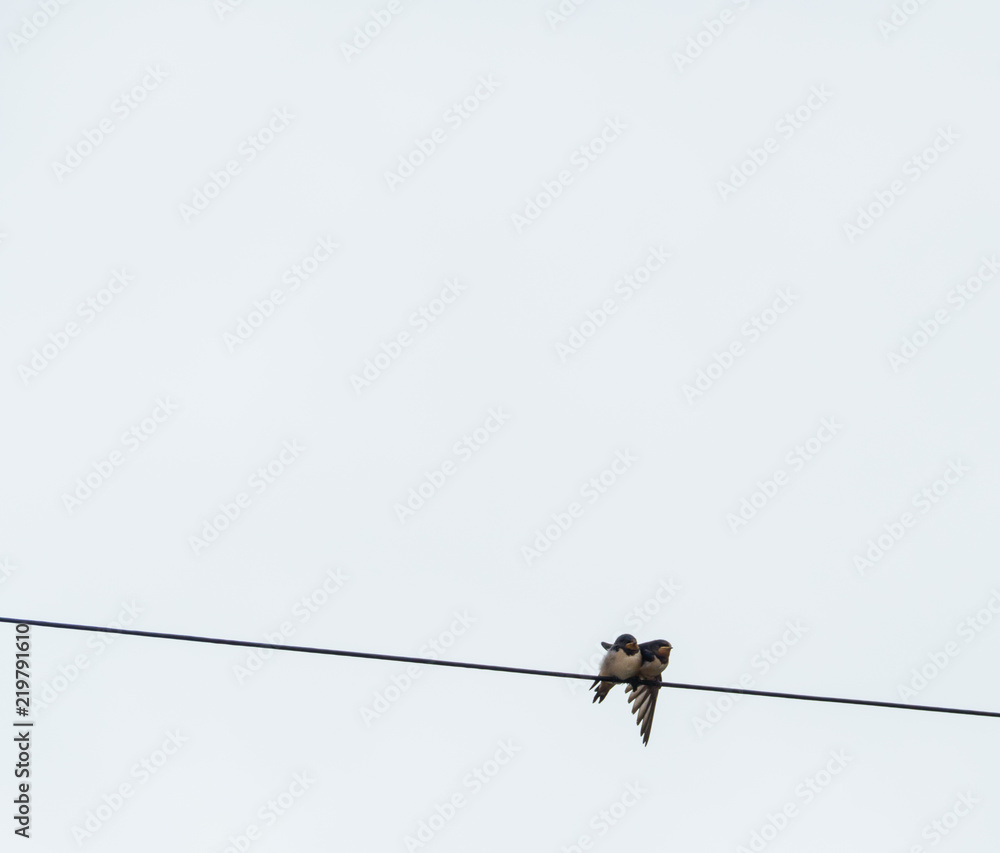 Spatzenpaar auf Telefonkabel sparrows couple on telephone cable Spatzenpaar auf Telefonkabel sparrows couple on telephone cable