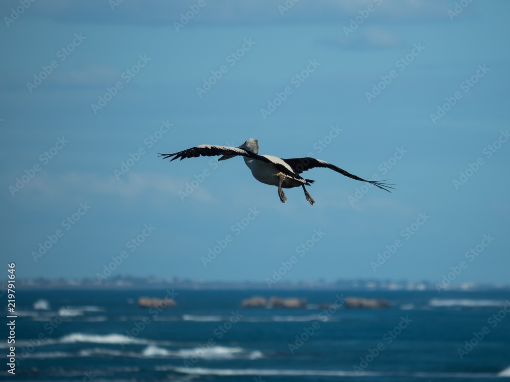 Australian Pelican Bird