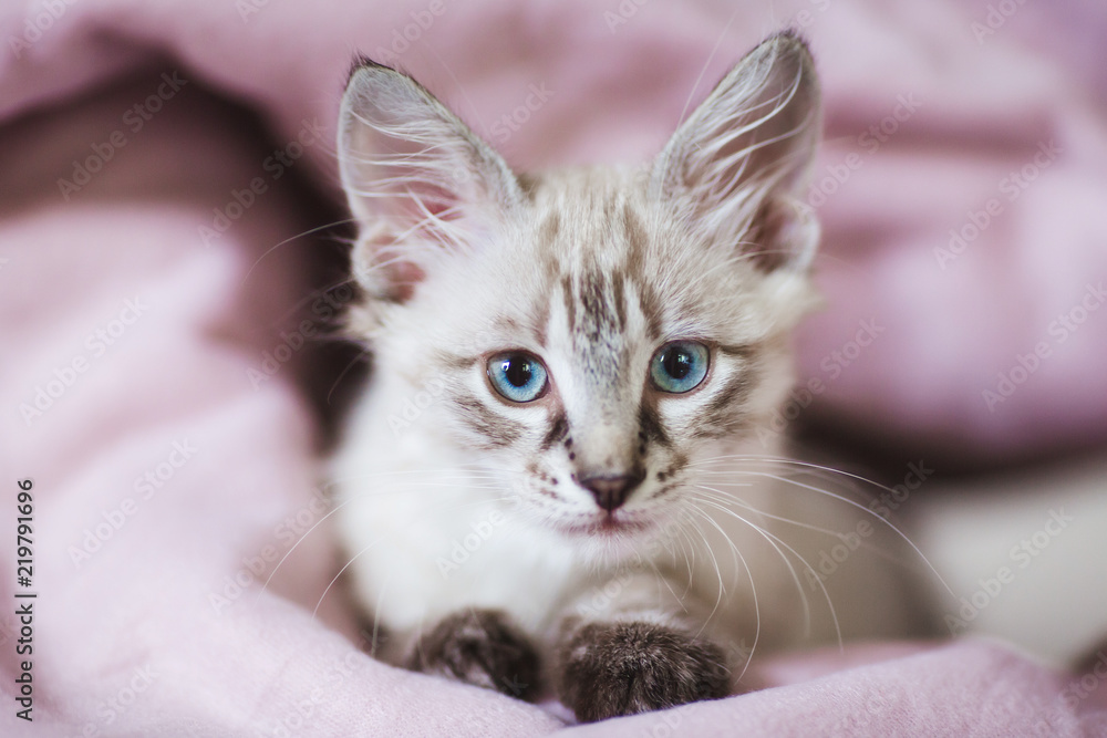 SIberian Neva Masquerade kitten with beautiful blue eyes. Closeup portrait of cute kitten with gray hair SIberian Neva Masquerade kitten with beautiful blue eyes. Closeup portrait of cute kitten with gray hair