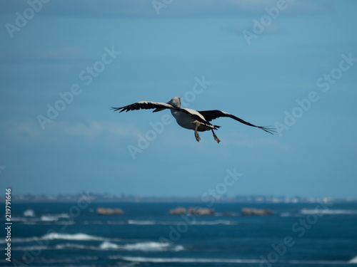 Australian Pelican Bird © Christina