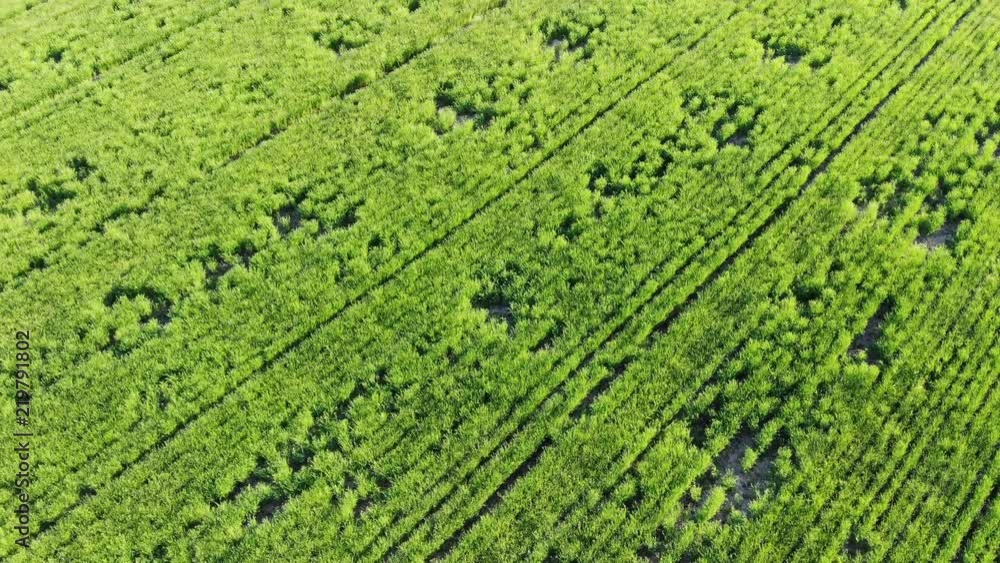 Aerial camera flying over a green corn field Aerial camera flying over a green corn field