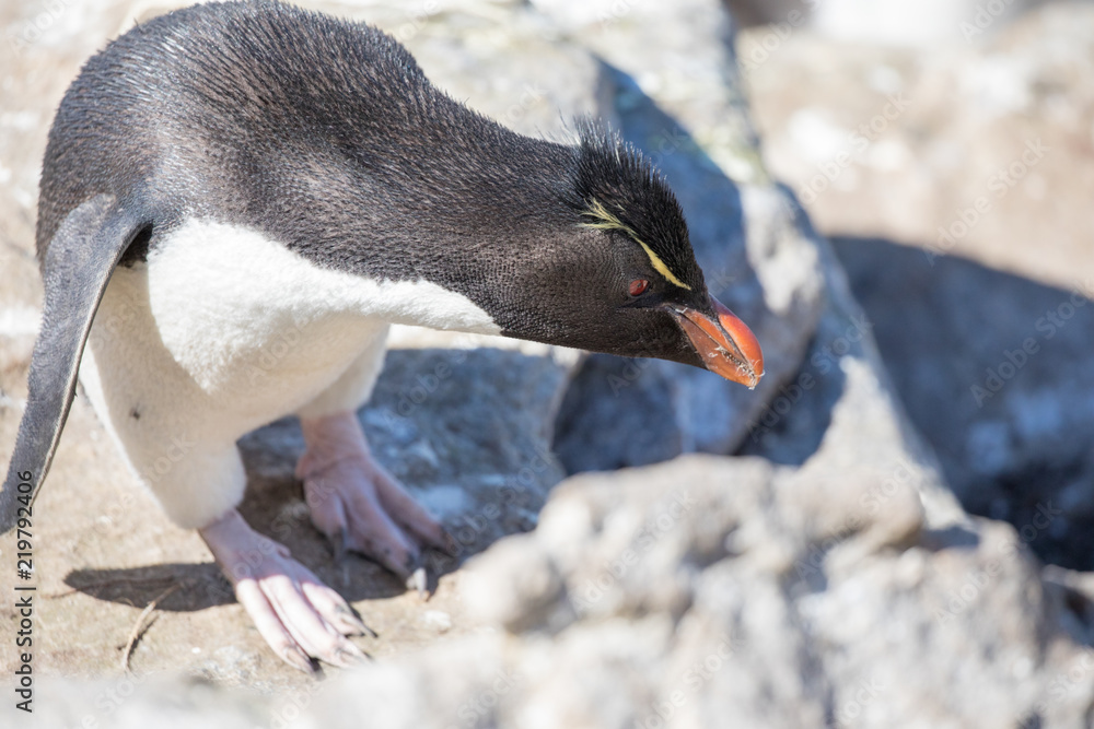 Fototapeta premium seagull in the sun in antarctica gull