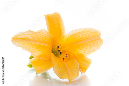 Yellow Lily flowers and buds on a white