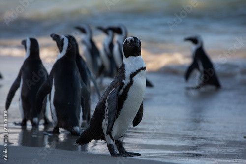 group of penguins in africa