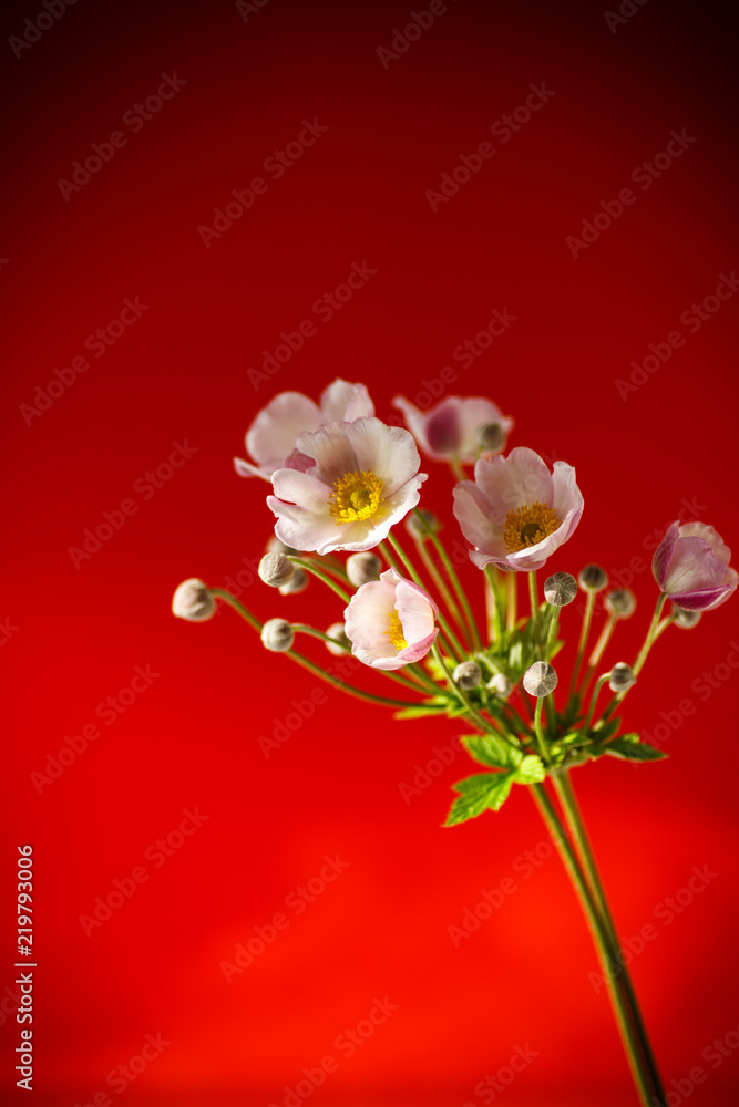 Fototapeta premium Cute pink flowers on a red background