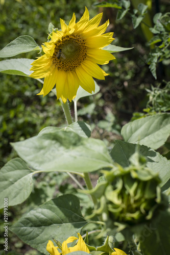 Fototapeta Naklejka Na Ścianę i Meble -  Sunflower in detail in nature.
