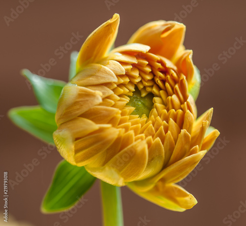 A dahlia bursting into bloom