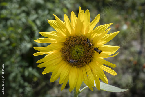 Fototapeta Naklejka Na Ścianę i Meble -  Sunflower in detail in nature.
