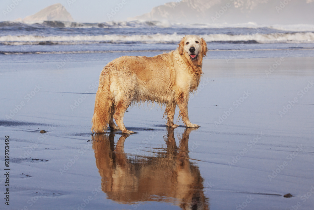 Perro Golden Retriever posando en una playa Perro Golden Retriever posando en una playa