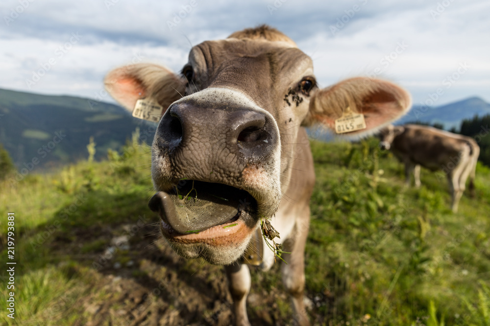 Kuh streckt Zunge heraus Stock Photo | Adobe Stock