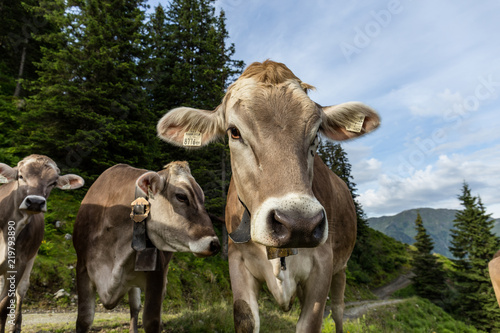 Wallpaper Mural Braunvieh Kühe auf der Alm Torontodigital.ca