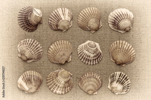 set of natural sea clam shells