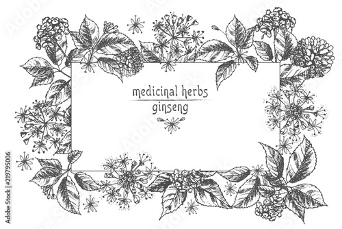 Realistic Botanical ink sketch of ginseng root, flowers and berries isolated on white. floral herbs collection. Traditional chinese medicine plant. Card design