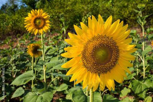 Sunflower - Helianthus Annuus