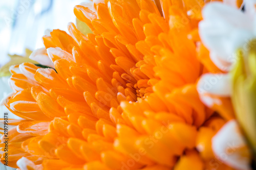 Orange Chrysanthemum photo