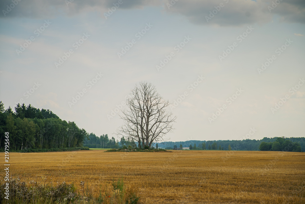 Dead tree on harvested field