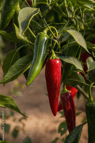 Jalapeno (jalapeño) hot chilli peppers ripening on plant