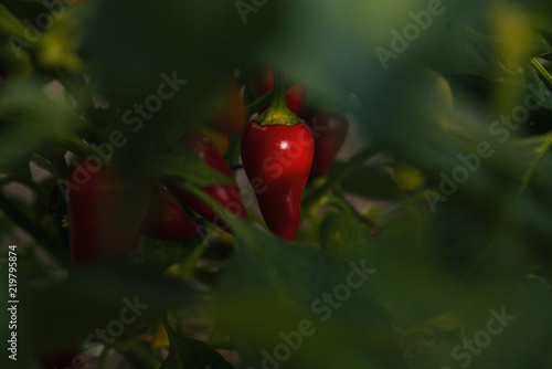 Santa Fe Grande pepper on plant