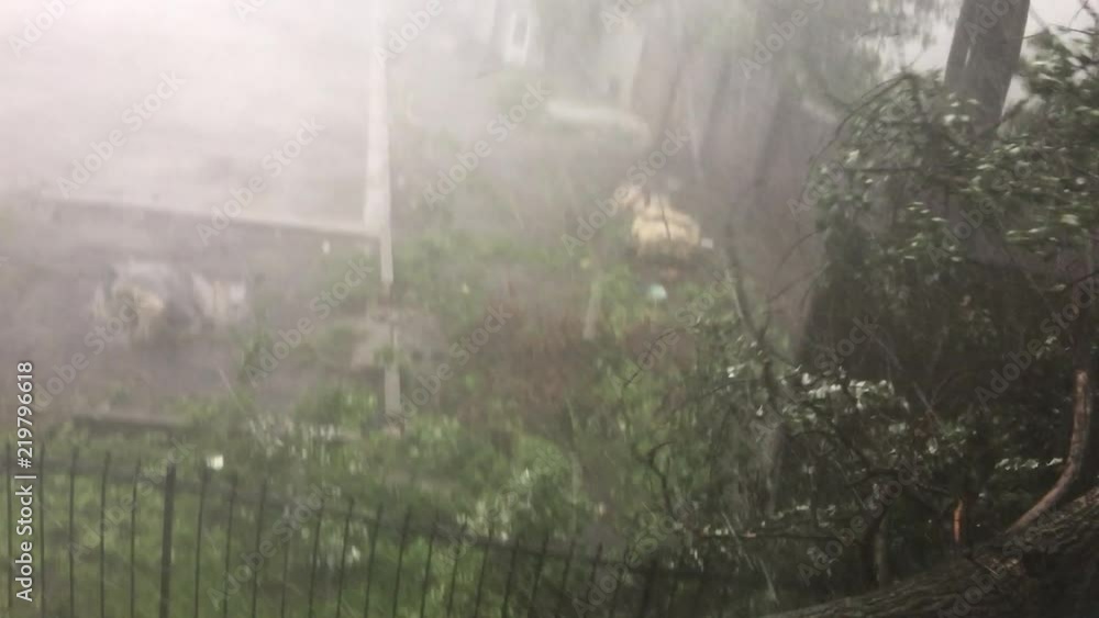Falling Tree in Hurricane Tornado Storm Rain Shower Extreme Weather Close up shot.