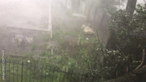 Falling Tree in Hurricane Tornado Storm Rain Shower Extreme Weather Close up shot.
