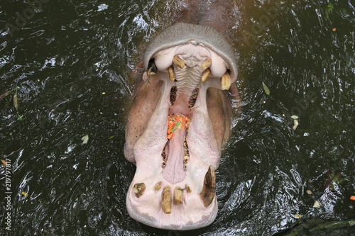 Hippos are opened a mouth.