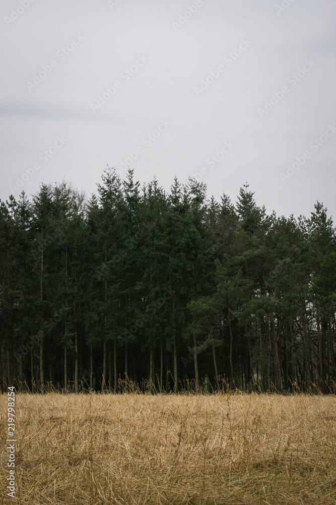 Obraz premium Stoppfelfeld und Wald