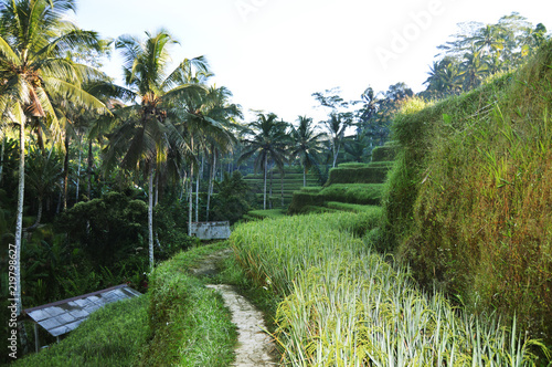 Tegalalang Reisterrassen Reisfelder Bali, Indonesien, Ubud