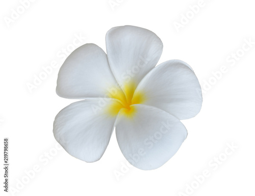 beautiful white plumeria rubra flowers isolated on White background.