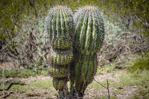 double spiky cactus