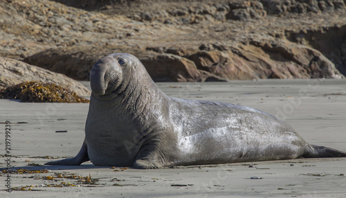 Elephant Seal on California coast