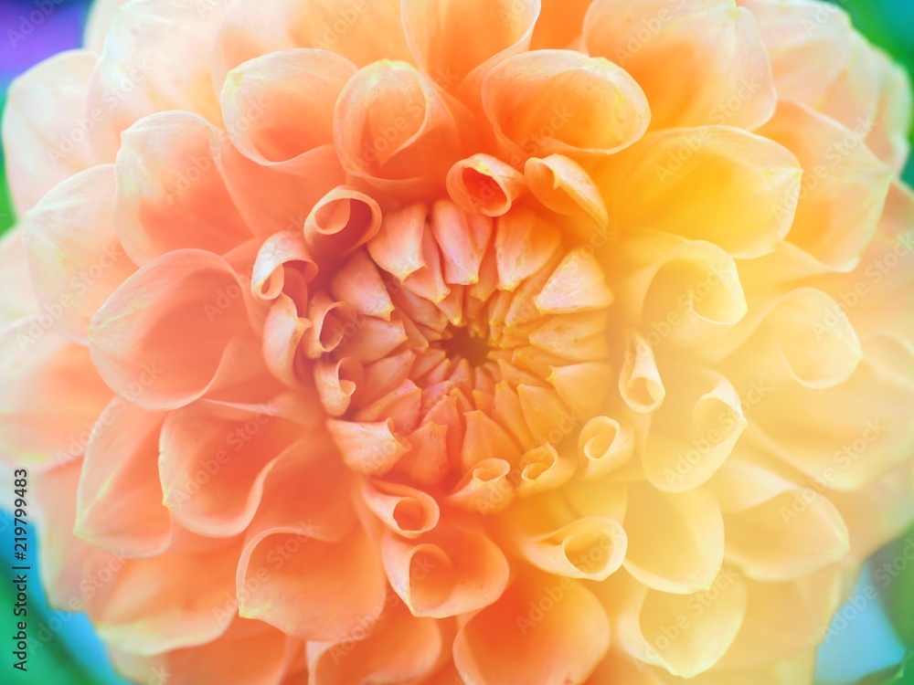 dahlia flowe close up dahlia flowe close up