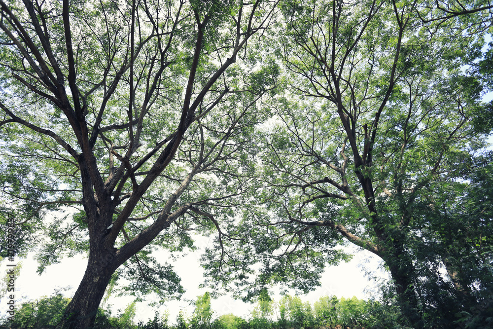 Obraz premium View under big tree in the garden.