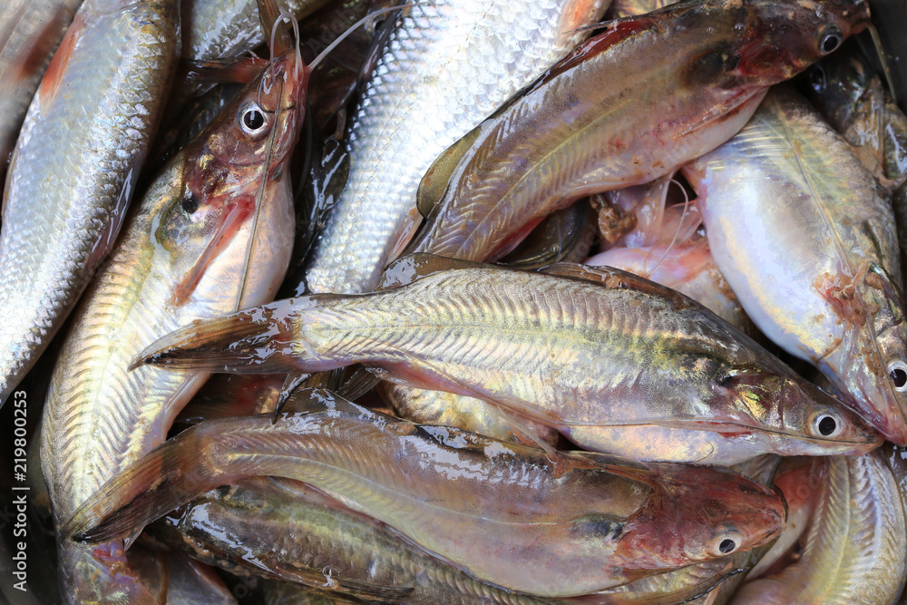 Fototapeta premium Fresh Twospot catfish background.