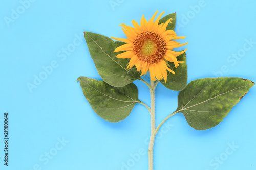 Fototapeta Naklejka Na Ścianę i Meble -  Sunflowers are blooming on blue background.