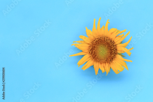 Fototapeta Naklejka Na Ścianę i Meble -  Sunflowers are blooming on blue background.