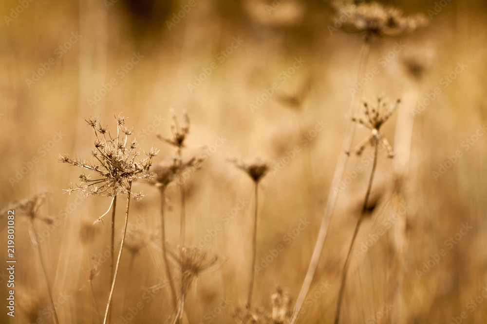 Dry field Dry field