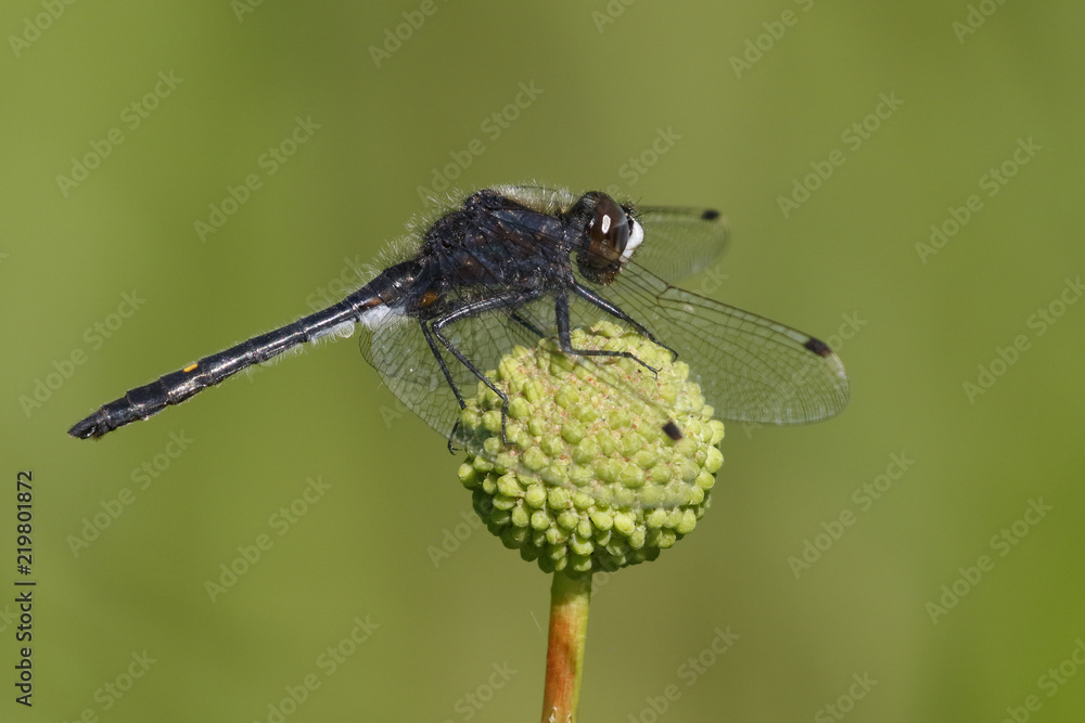 Dot-tailed Whiteface dragonfly perched on a buttonbush Dot-tailed Whiteface dragonfly perched on a buttonbush