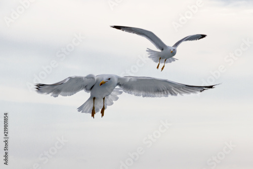 Seagull flying 15