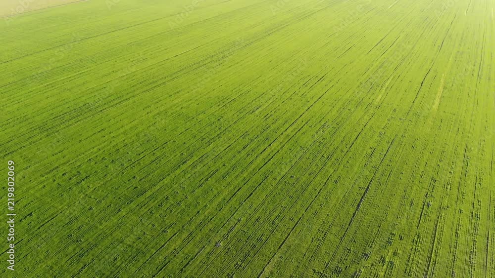4k. A flight over an endless green field. Aerial photography 4k. A flight over an endless green field. Aerial photography