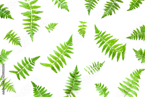 Beautiful, fresh green fern leaves isolated on white background. Leaves pattern. Mockup for special offers as advertising or other different ideas. Flat lay. Top view.
