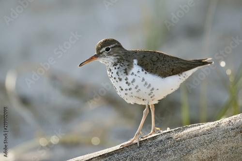 Spotted Sandpiper walking along a piece of driftwood