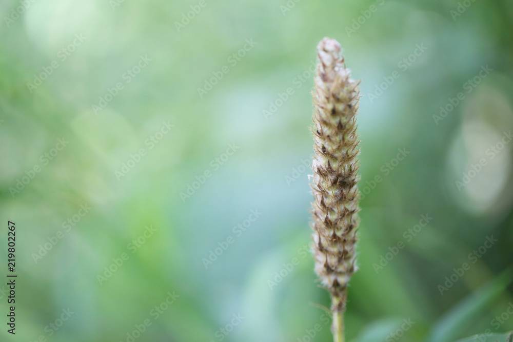 grass flower is blossoming in a tropical forest.