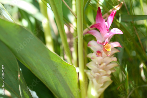 Krachai flower or Curcuma sparganifolia Gagnep bloom in the Rainforest.