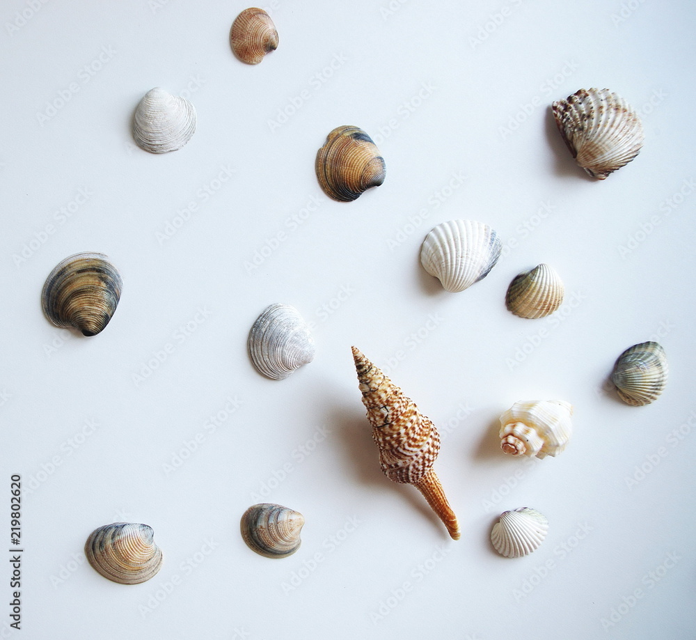 seashells on white background top view, travel and holiday concept design